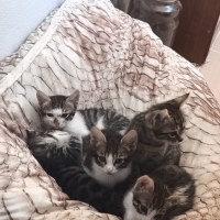5 yavrumu..