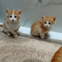 Miniklere..