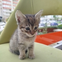 1 dişi 1..
