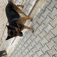Oyuncu  y..