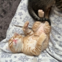 Minik Asl..
