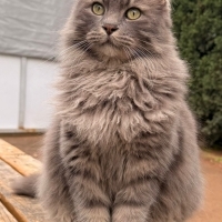 Kedi sahi..