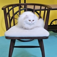 Pamuk içi..