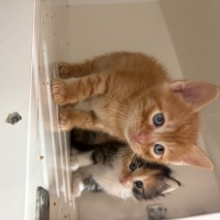 2. Kedi o..