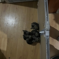 anne kedi..