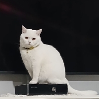 Kısır british shorthair