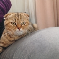 🐱bu tatlı yavrumuzu görmeden geçme