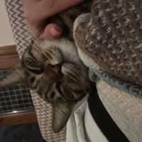 Oyuncu oğlumuza kalıcı yuva arıyoruz