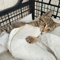 Mek güzel bir yuva arıyoruz ömürlük