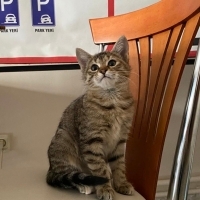 Çok minnoş meraklı