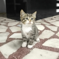 BEYAZ ÇOR..