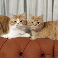 mindik ve..
