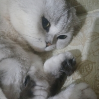 Sevimli B..