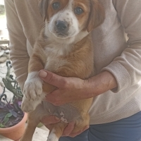 CORGIE ME..