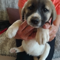 KANGAL ME..