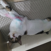 Panda'ya..