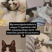 erkek kis..