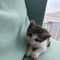 Minik yav..