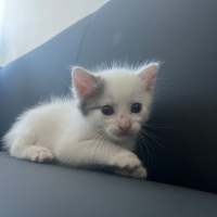Minik yav..
