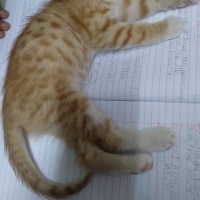 KEDİM MAR..