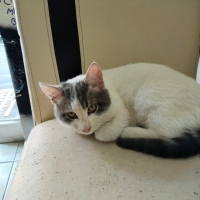 Pamuğa ço..