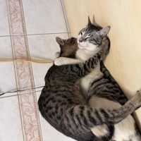 🐾 Acil Y..