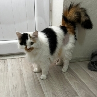 tüylü sev..
