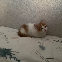 çitosa yu..