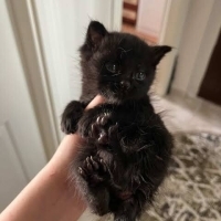 Siyah çok..