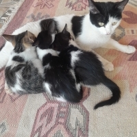 3 yavru k..