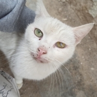 Sokağa at..