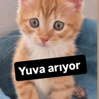 Çok nadir dişi Sarman yavru yuva arıyor