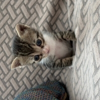 Minik Bib..