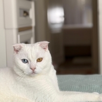 Renkli gözlü beyaz Scottish Fold