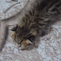 LÜTFEN YA..