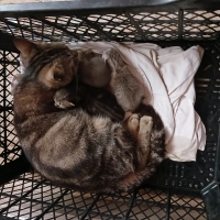 Kedi sahi..