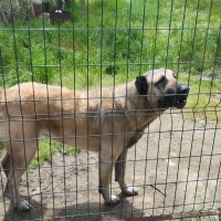 Kangal kı..