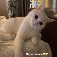 Bal yeni yuvasını arıyor..