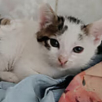 Yavru Kedi Sahiplendirme