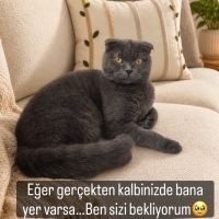 🚨 ACİL Y..