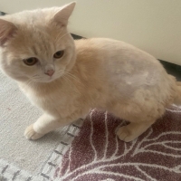 Kedi kayb..