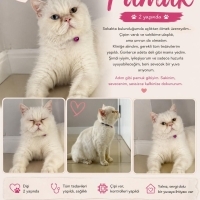 Pamuk gib..
