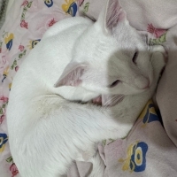 Pamuk erk..