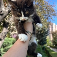 2.5 aylık..