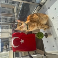 Aradığın..