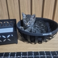 Minik Mas..
