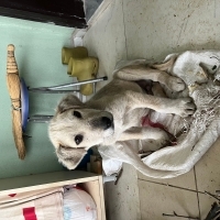 Kangal kı..