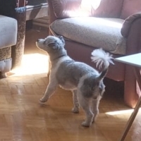 Maltese T..