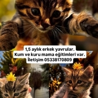 BU GÜZEL..