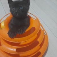 YUMUŞACIK..